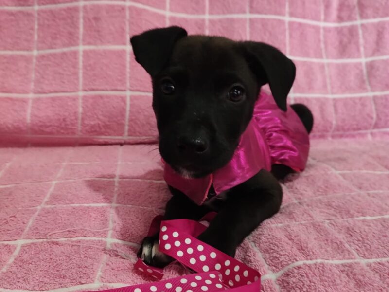 DOLLY