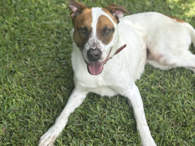 Gus