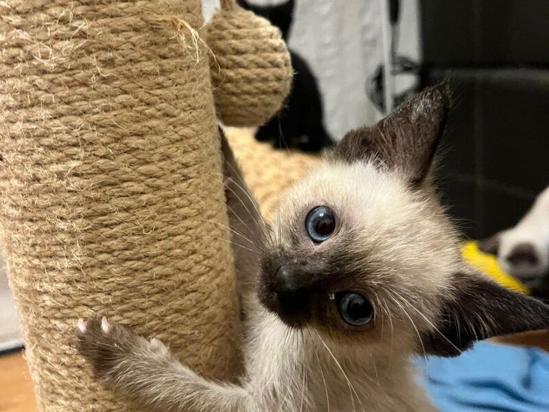 OJITOS