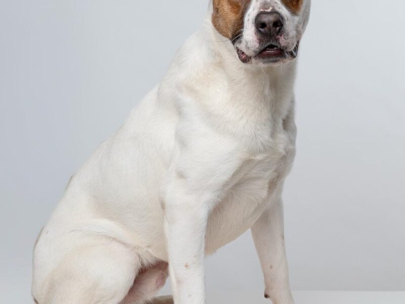 GUS