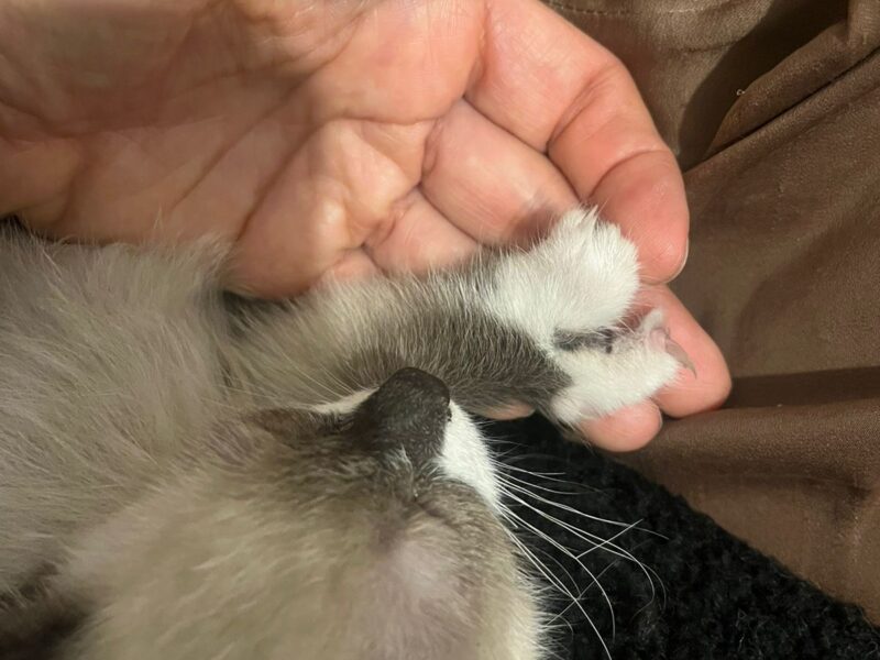 SPOCK