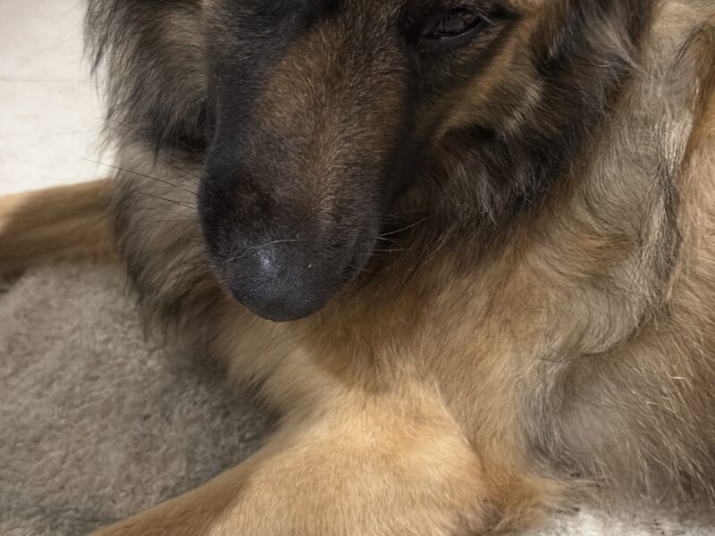 DANKA