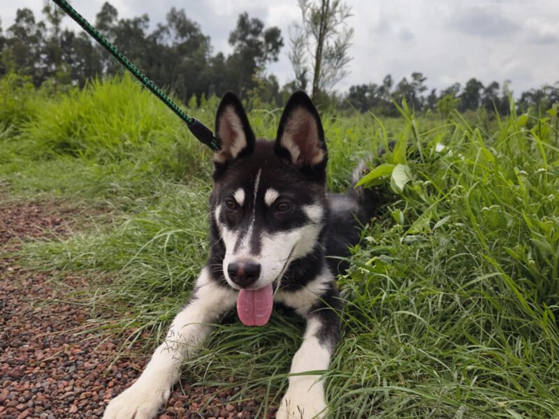 NALA