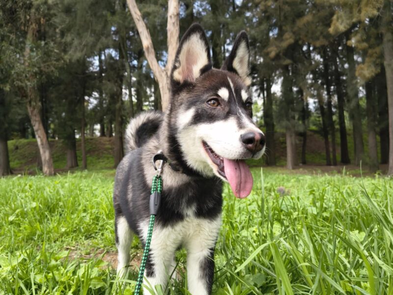NALA