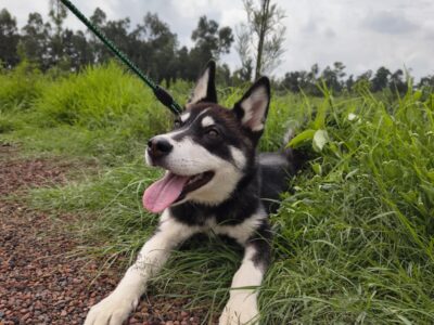 NALA