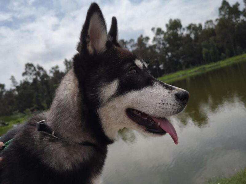 NALA