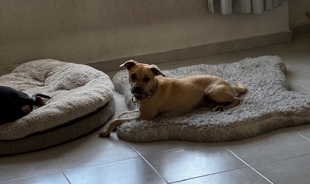GÜERA