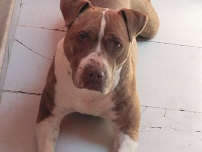 CANELITA