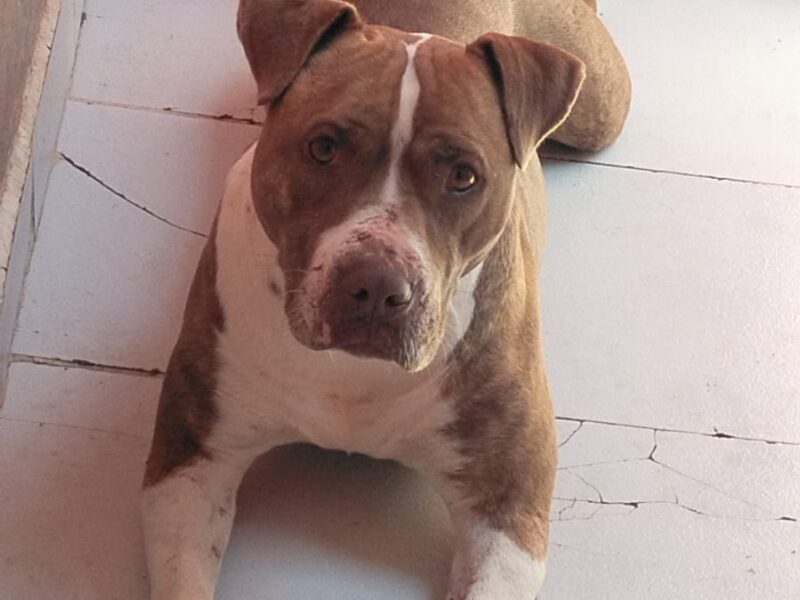 CANELITA