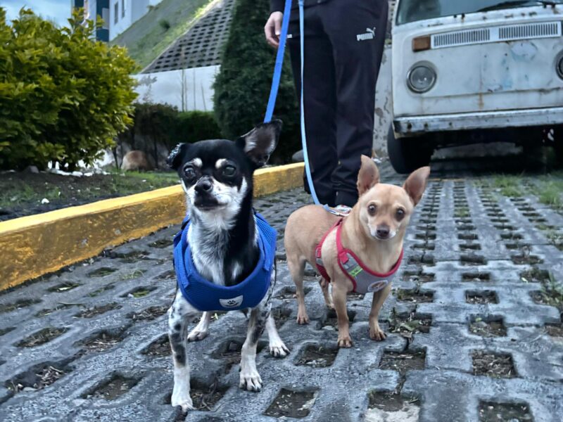 PISHI Y MAX
