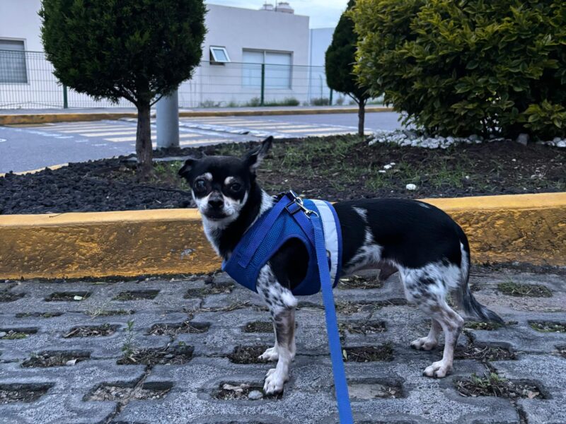 PISHI Y MAX