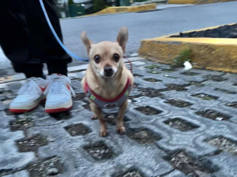 PISHI Y MAX