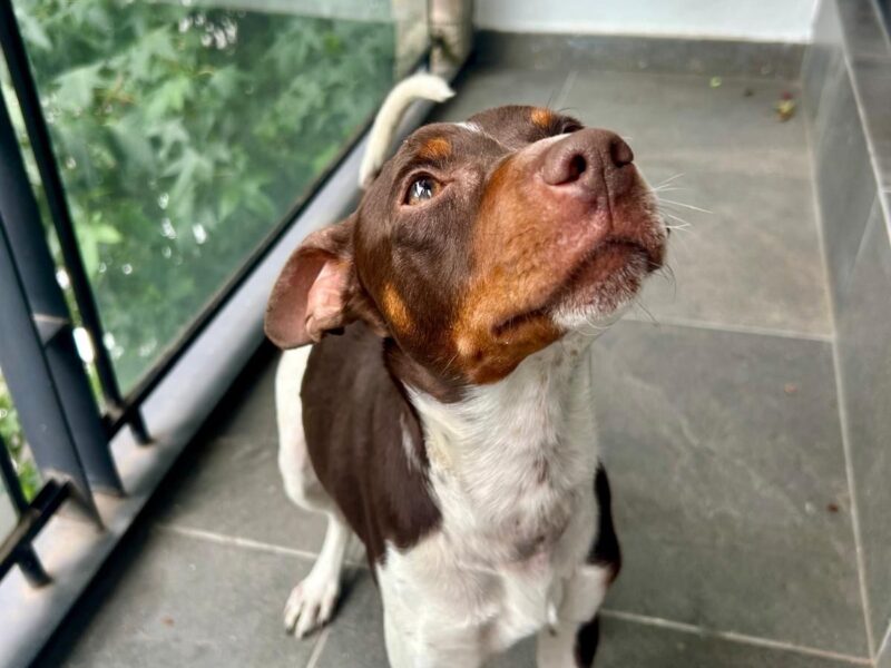 Frankie