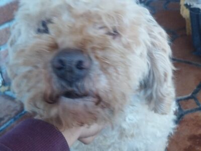 Chon