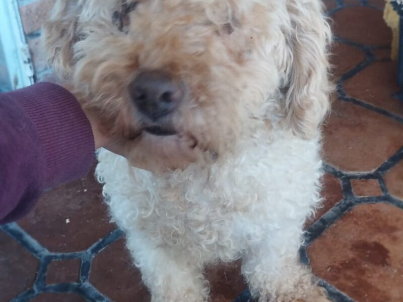 Chon