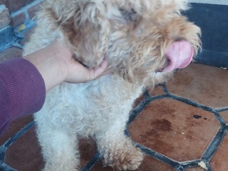 Chon