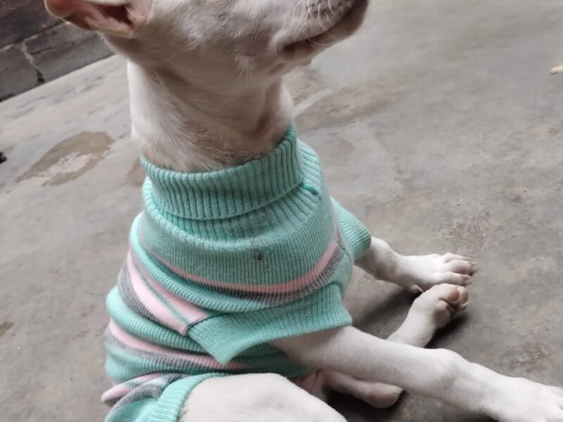PALOMA