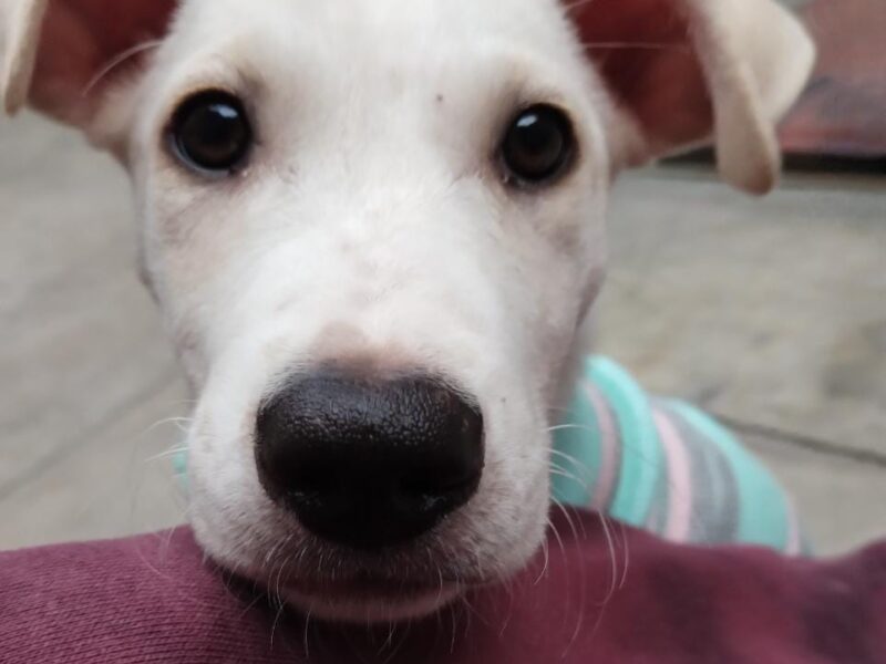PALOMA