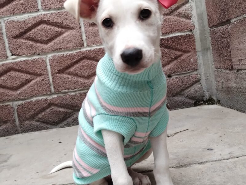 PALOMA