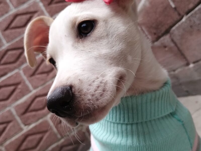 PALOMA