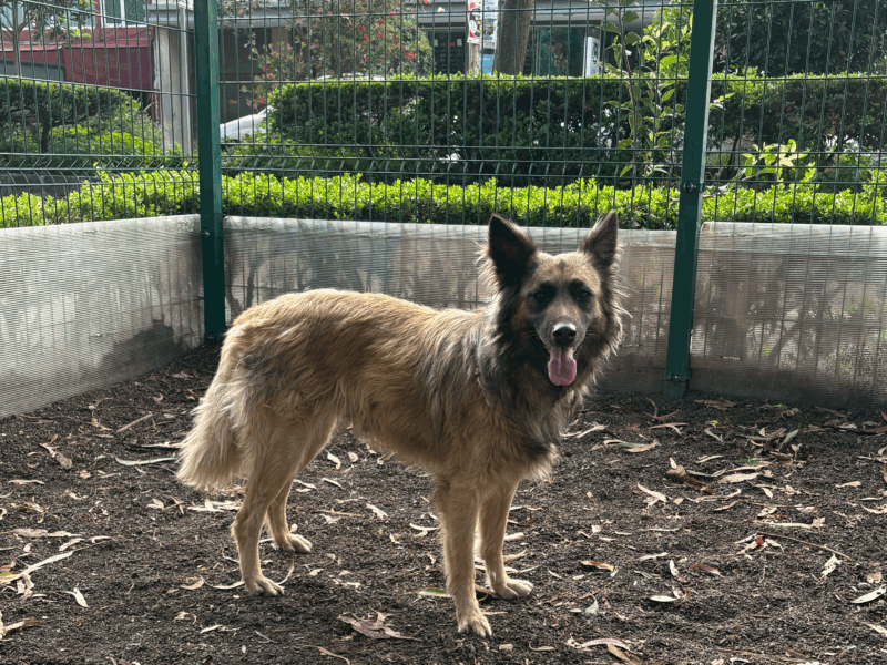 DANKA