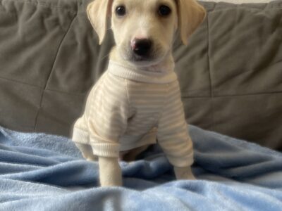 FELIPE