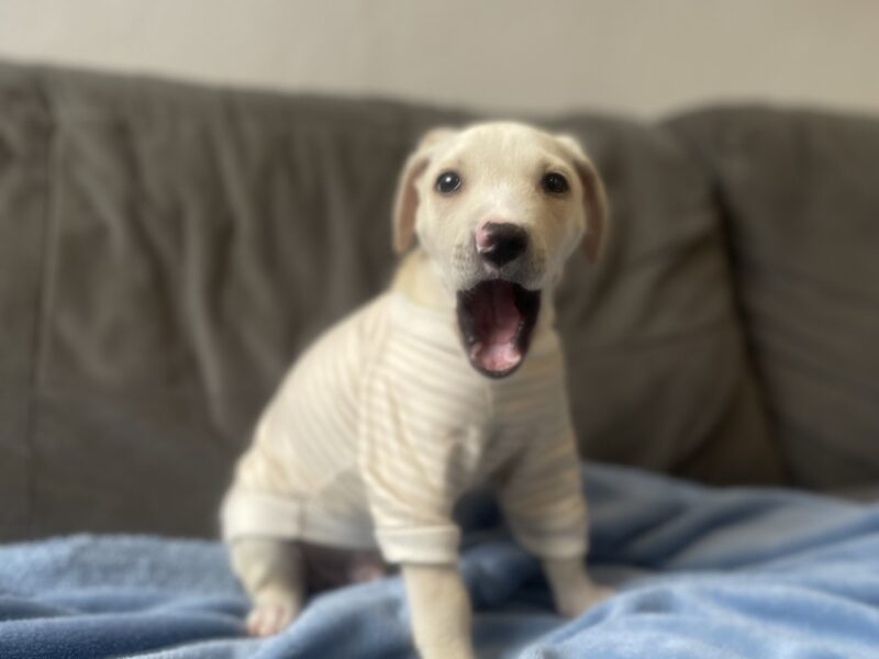 FELIPE