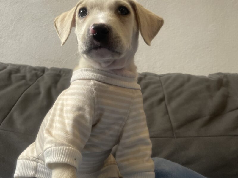 FELIPE