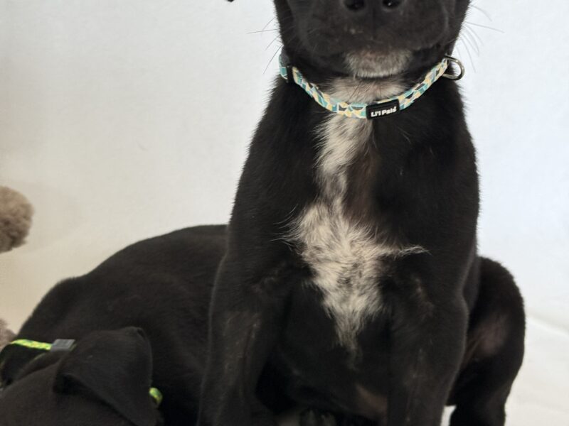 COCO