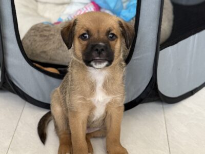 PEPITO