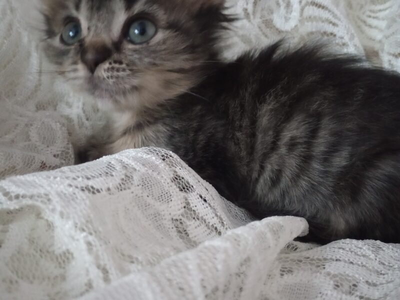 NOA