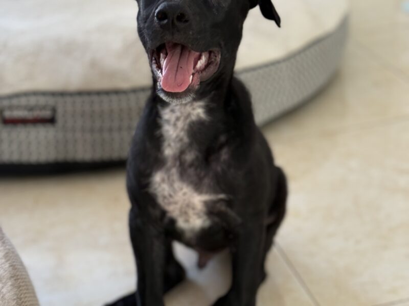 COCO