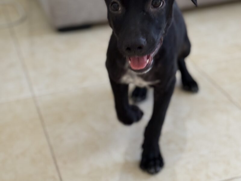 COCO