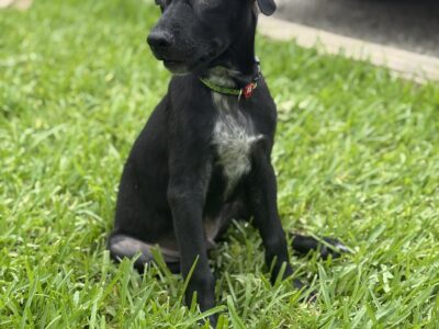 COCO