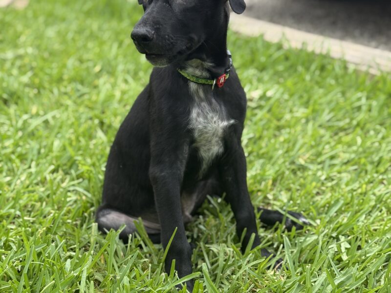 COCO