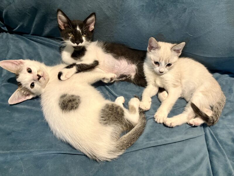 COQUETTE Y LEFTY
