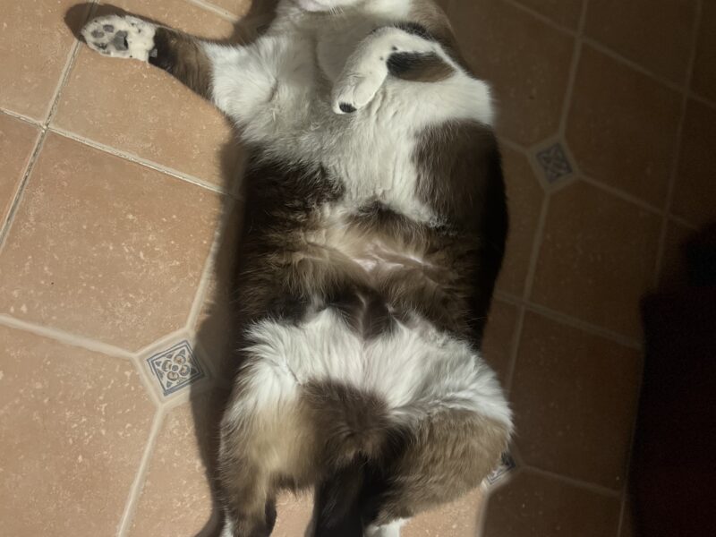 KENAI