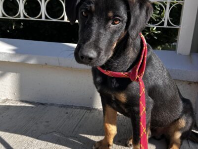 PONCHITO