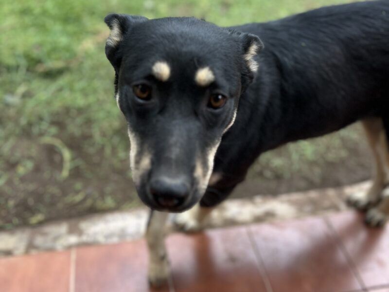 CANELA