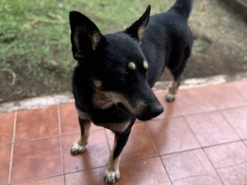 CANELA