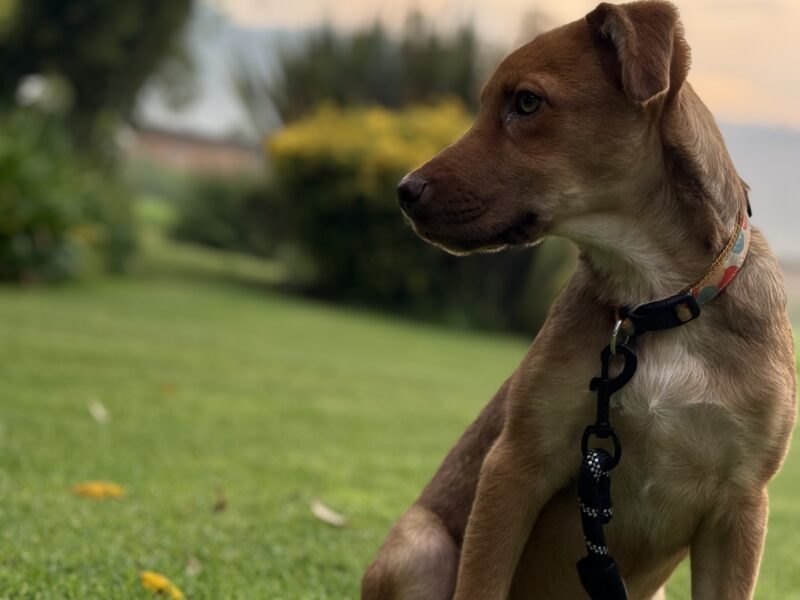 KAIA