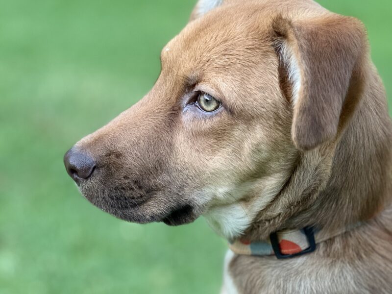 KAIA