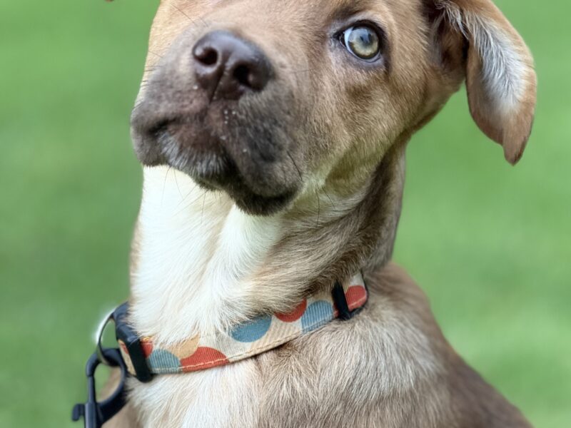 KAIA