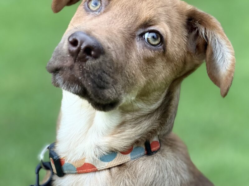 KAIA