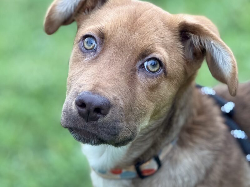 KAIA