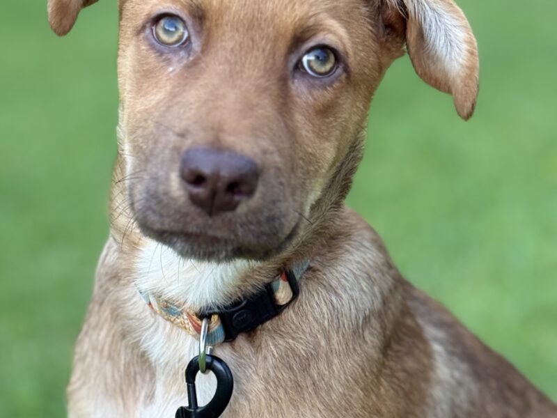 KAIA