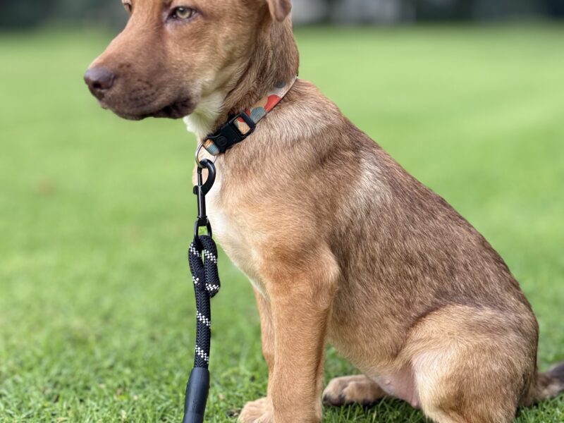 KAIA
