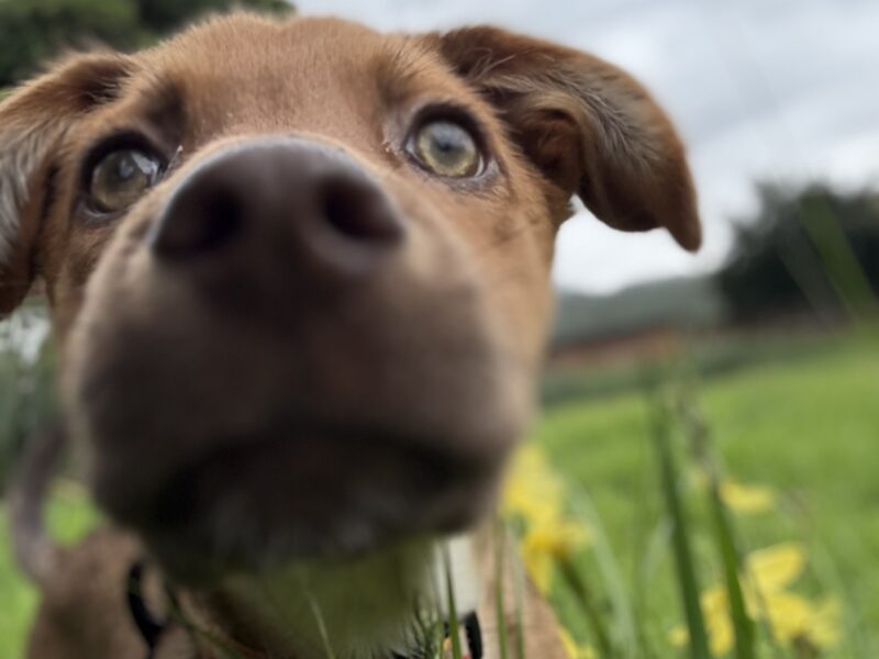 KAIA