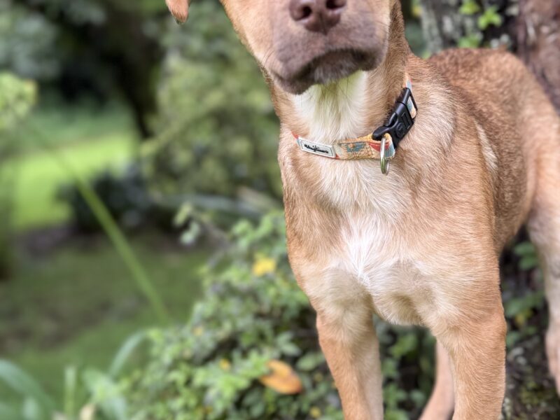 KAIA