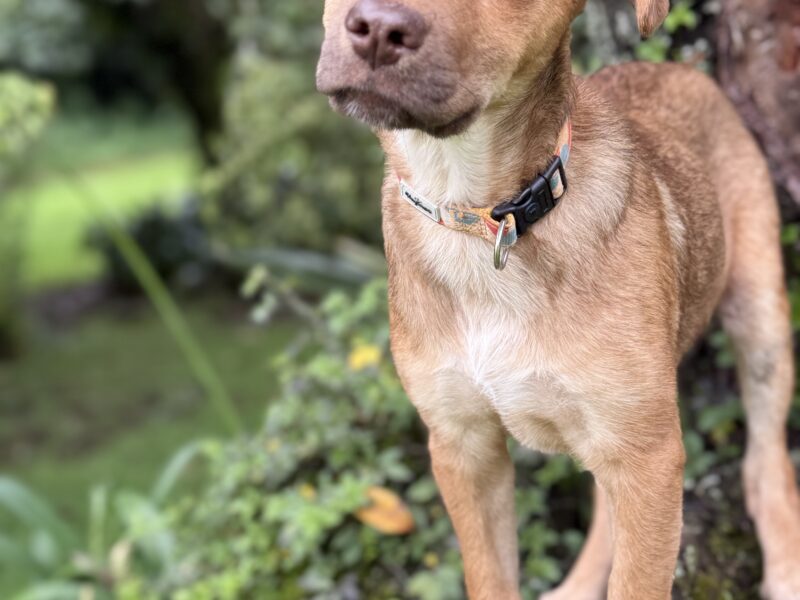 KAIA